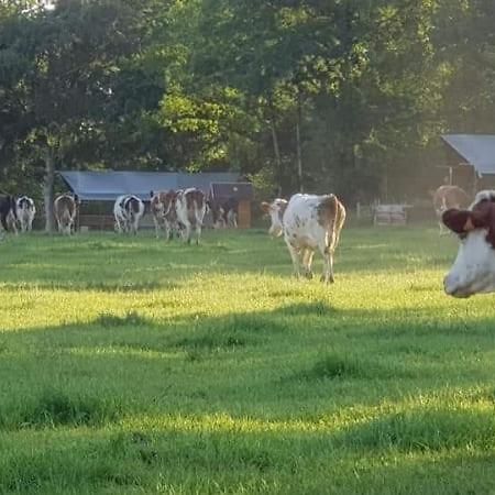 Glamping Des 2 Marguerites Hotell Bazoches-au-Houlme Exteriör bild