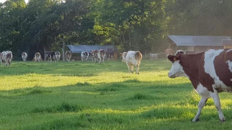 Glamping Des 2 Marguerites Hotell Bazoches-au-Houlme Exteriör bild